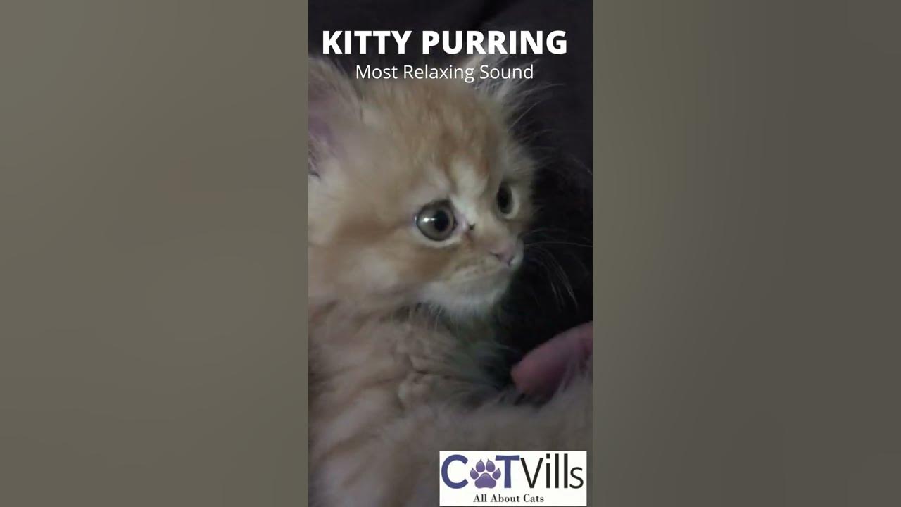 Video thumbnail for KITTY PURRING: THE MOST RELAXING SOUND EVER #Shorts