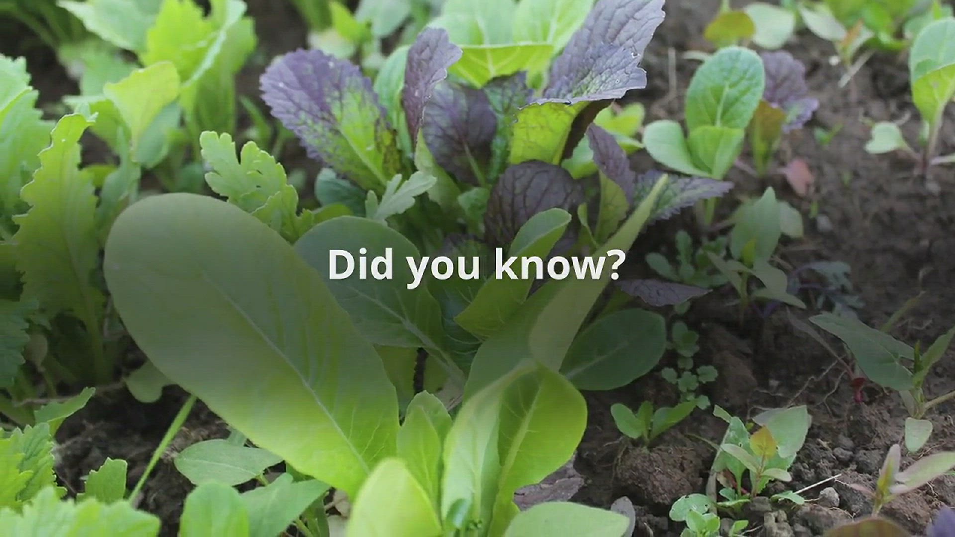 Video thumbnail for Fresh Greens