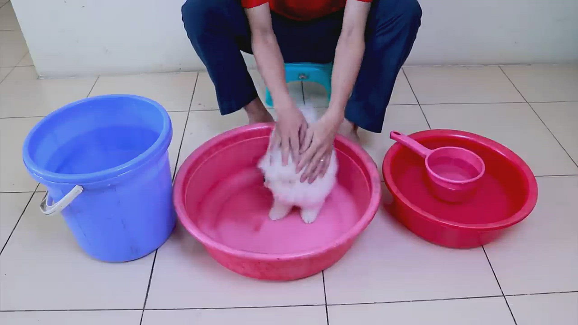 Video thumbnail for Puppy Bath Video