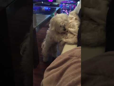 Video thumbnail for Django the Maltese barking demands to see Granny before moving to Portugal from Glasgow