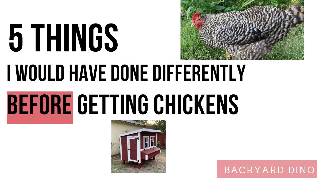 Video thumbnail for BEGINNER'S Guide to Chickens - Lessons Learned for Next Time
