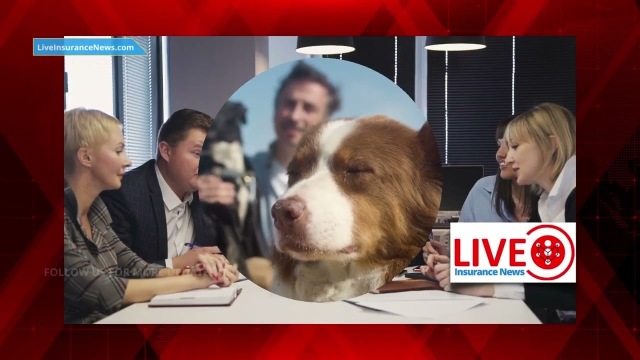 'Video thumbnail for Spanish Version - Pet insurance market will be worth nearly $38 8 billion by 2030'