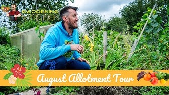Video thumbnail for 🎥 ✅ “Incredible August Allotment Tour 🌿☀️ | What to Grow Now + Expert Gardening Tips for Huge Harvests 🍅🌻✨”