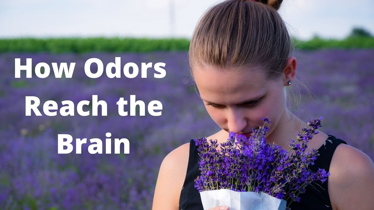 'Video thumbnail for The Science of Smell How Odors Are Processed in the Brain'