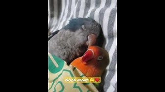 Video thumbnail for Two sweet friends sleeping