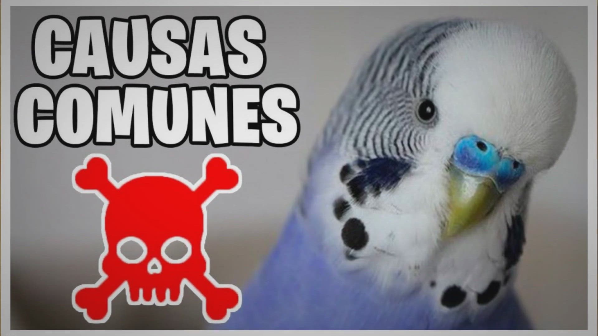 Video thumbnail for ¿Por qué se mueren los periquitos?