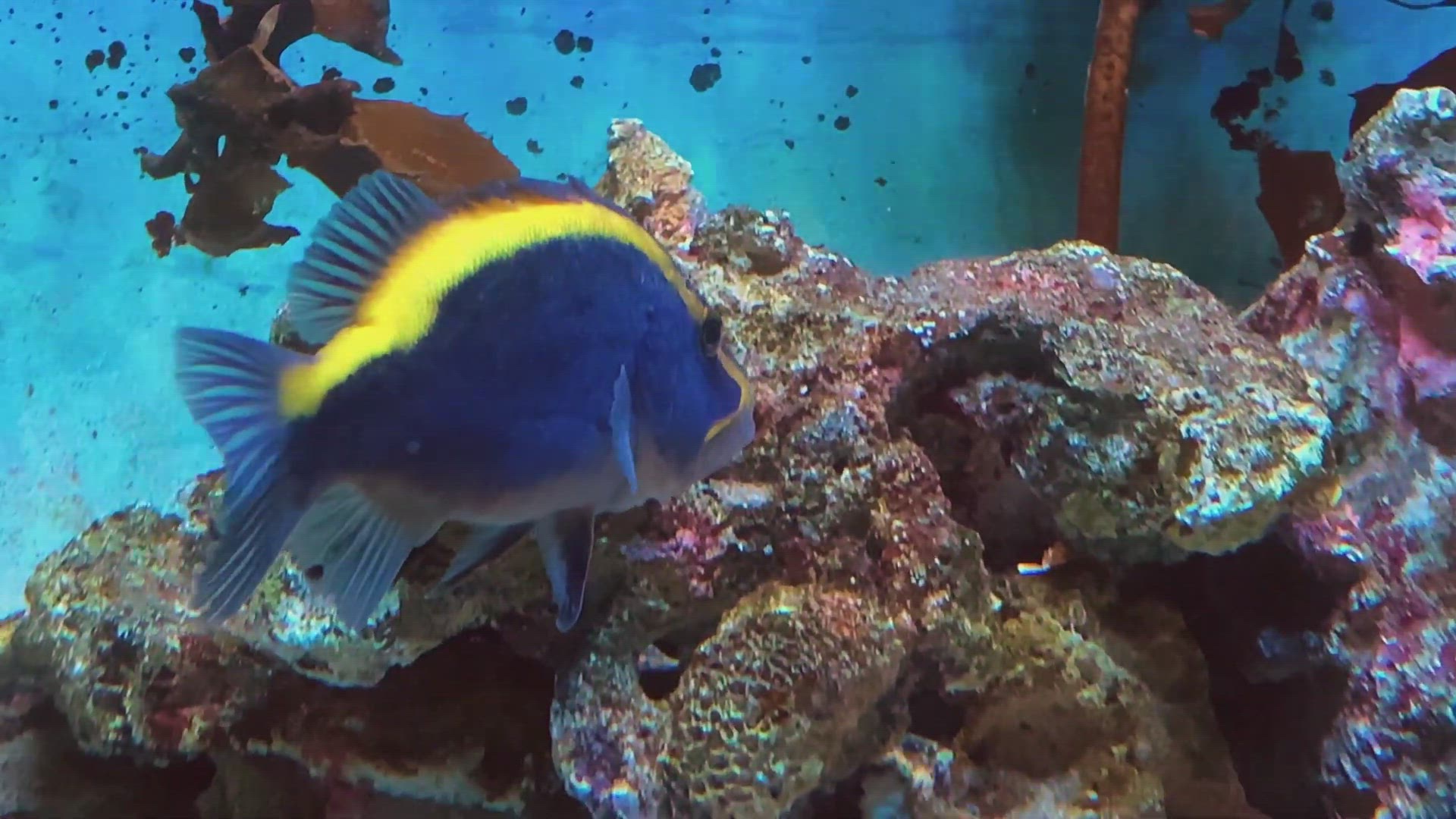 'Video thumbnail for Goldribbon soapfish'