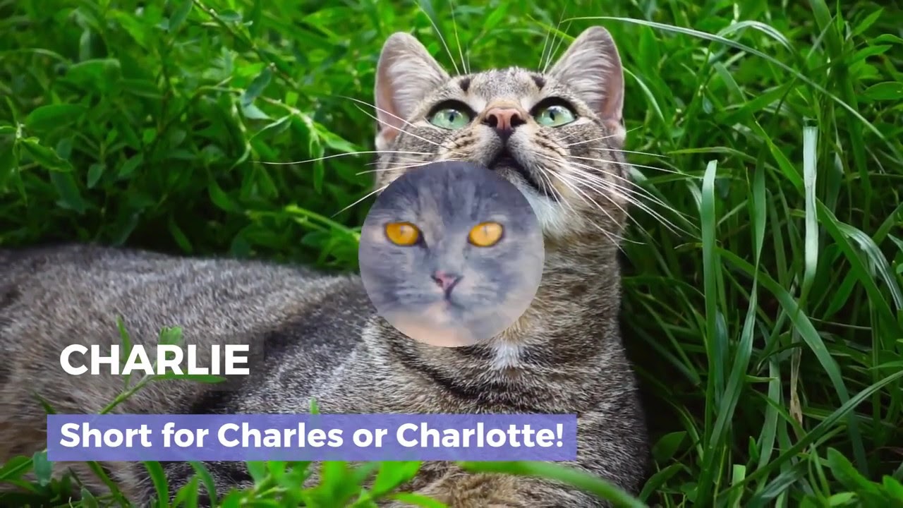 Video thumbnail for UNIQUE & ADORABLE UNISEX CAT NAMES