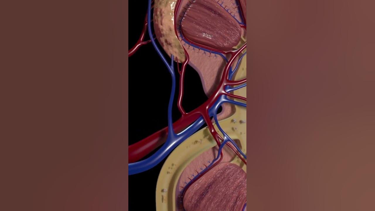'Video thumbnail for The Sweet Taste of Kidney Cleansing #shorts'