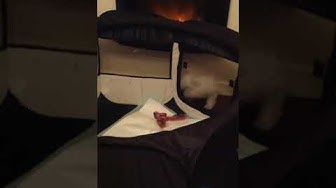 Video thumbnail for My 3 month old Maltese pup sis Arya trying to steal my bone after I let her join my pack!