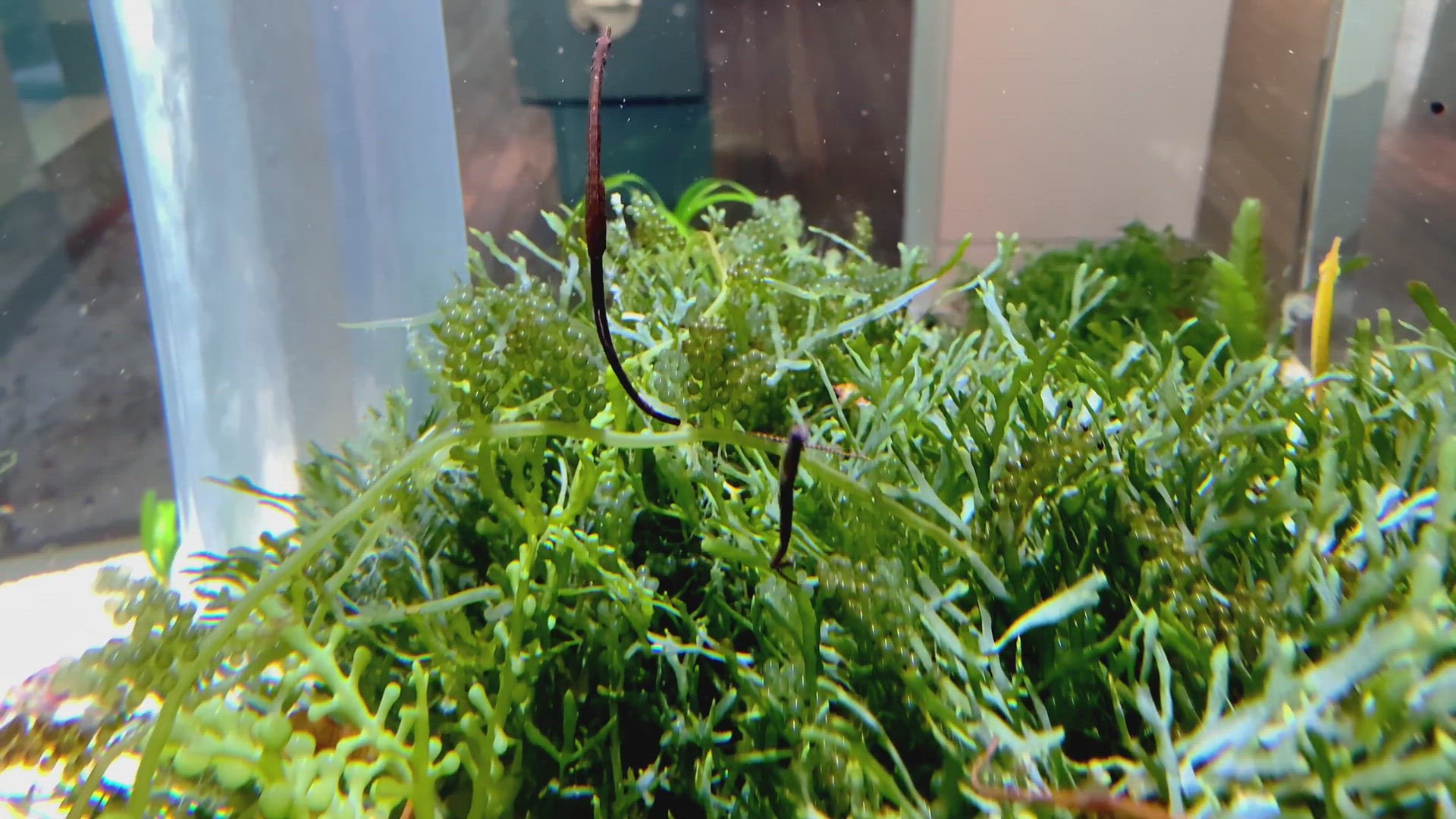 'Video thumbnail for Blue-spotted pipefish'