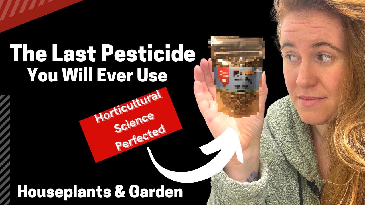 Video thumbnail for How To Properly Apply Predatory Mites To Plants. Using Grub Grenade In The Garden & Indoors
