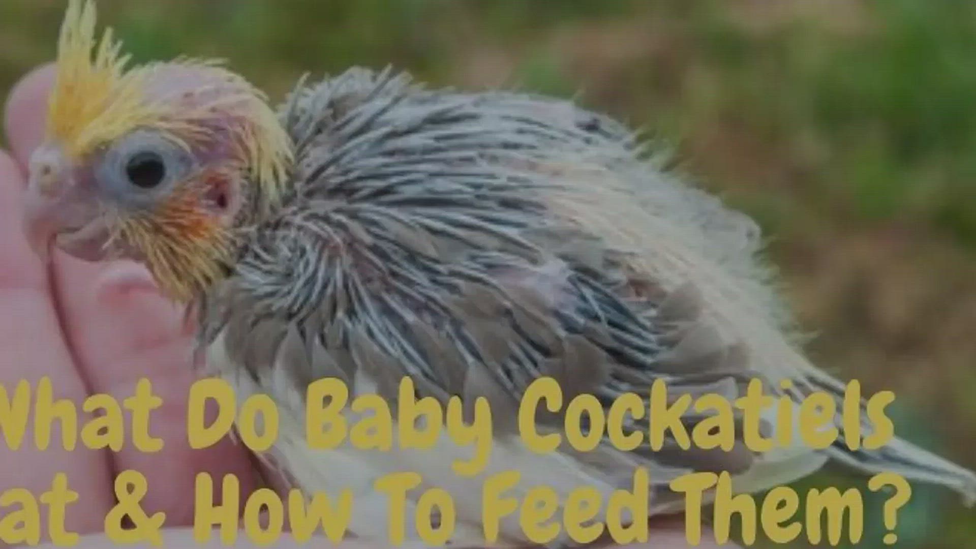 Video thumbnail for What Do Baby Cockatiels Eat? (Foods & Feeding Tips)