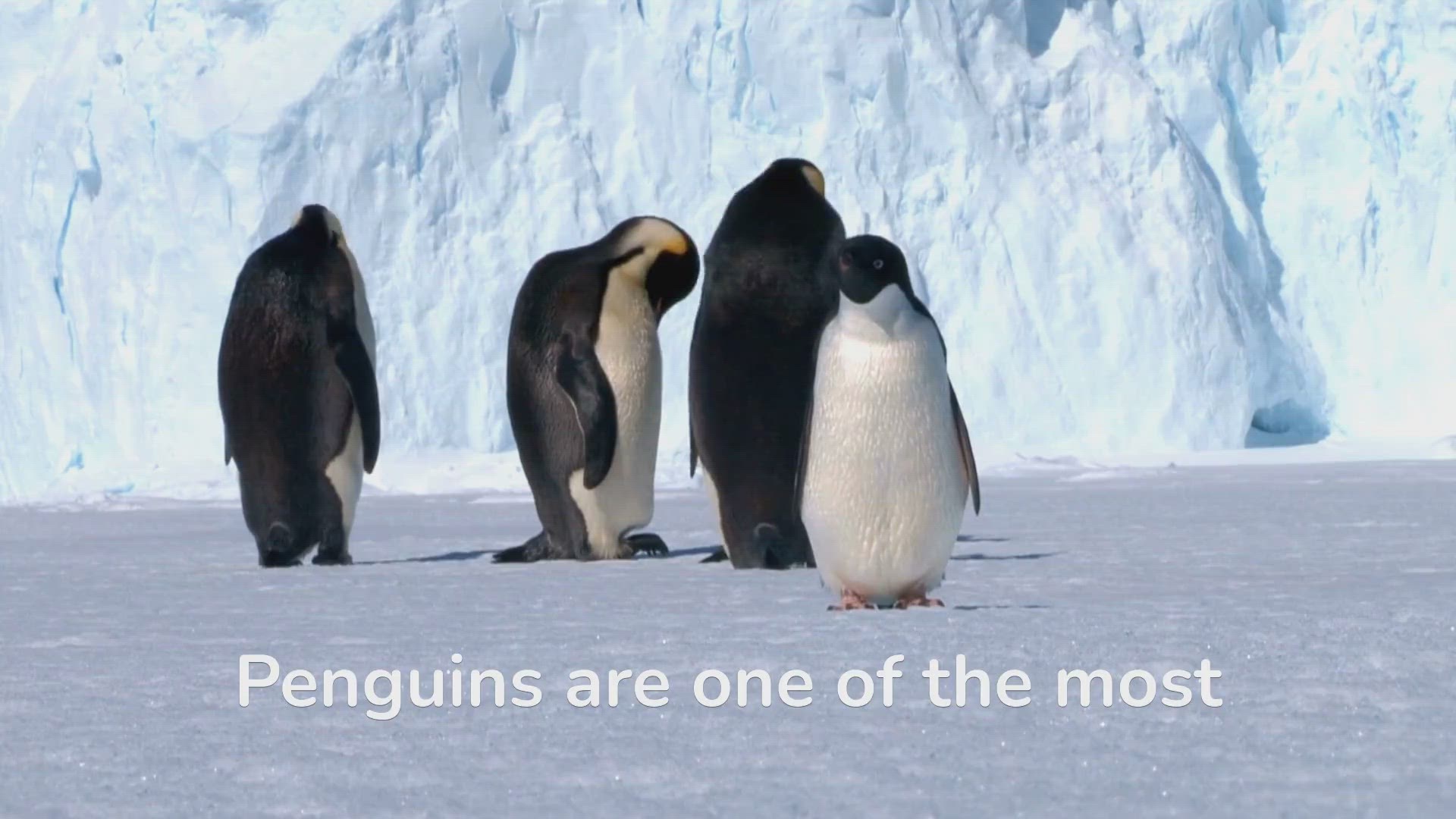 'Video thumbnail for Curious About Penguins? Get Ready to Dive Into Their Lives!'