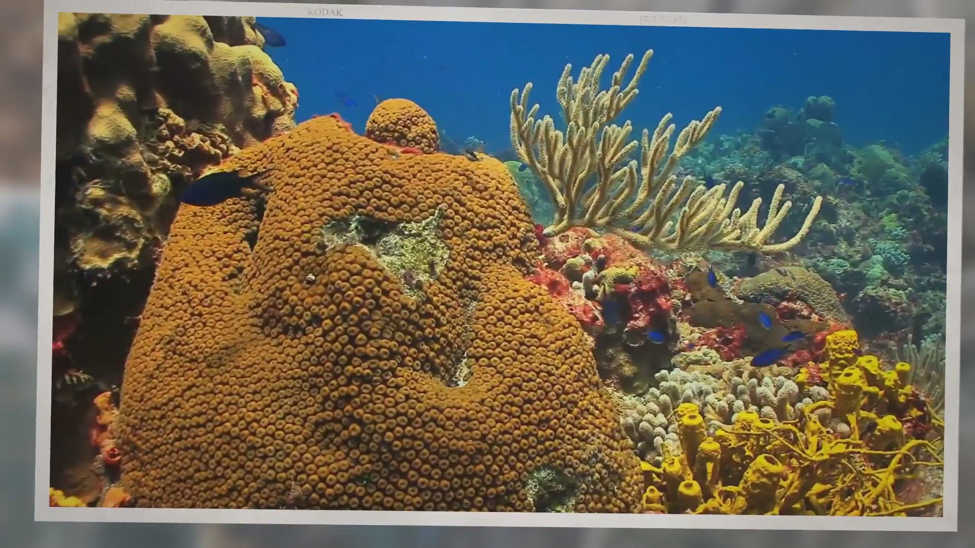 Video thumbnail for Lizard Fish