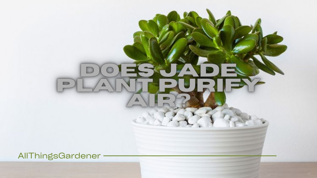 Video thumbnail for Does Jade Plant purify air?