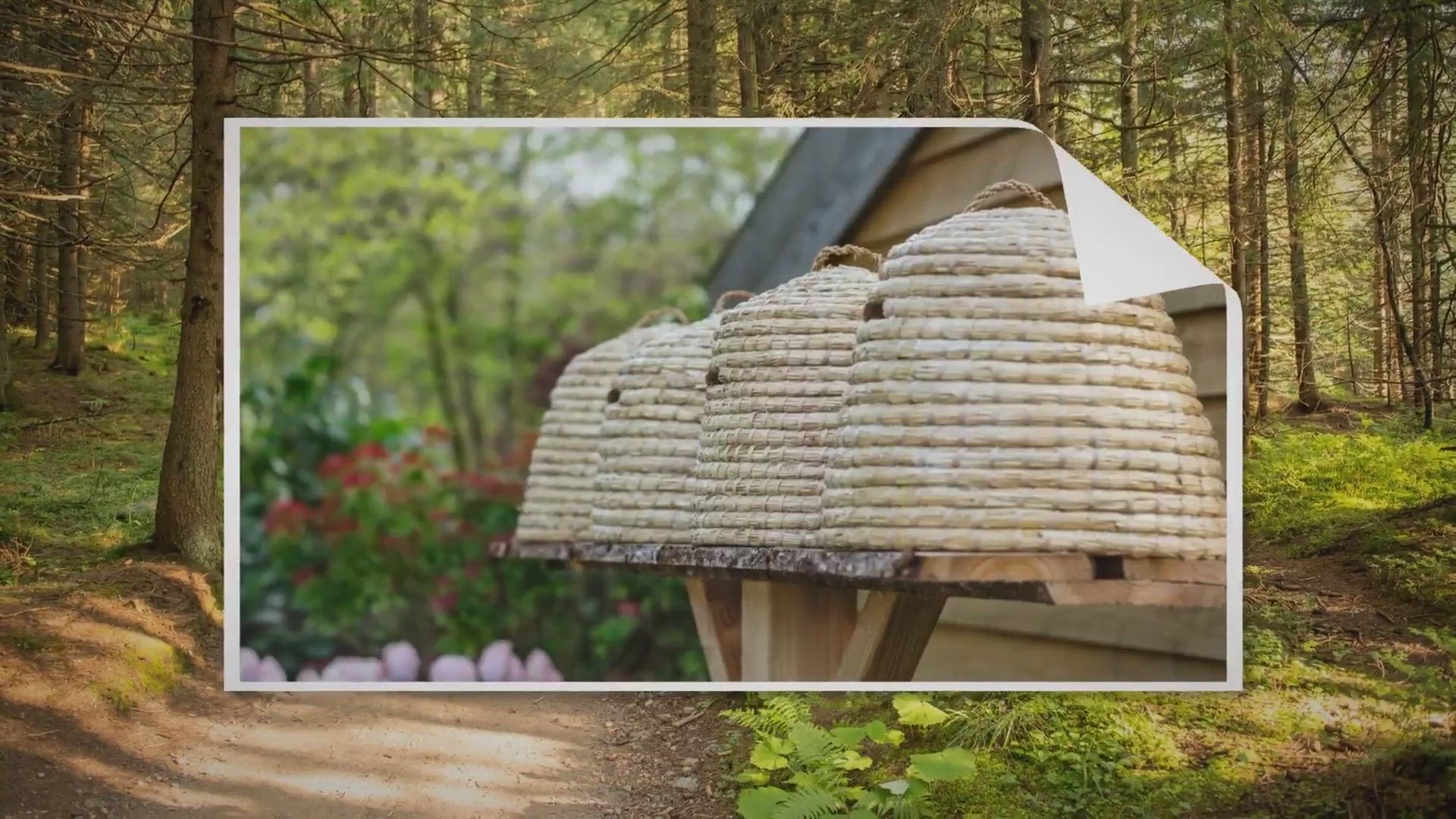 Video thumbnail for Are Bee Skeps Illegal?