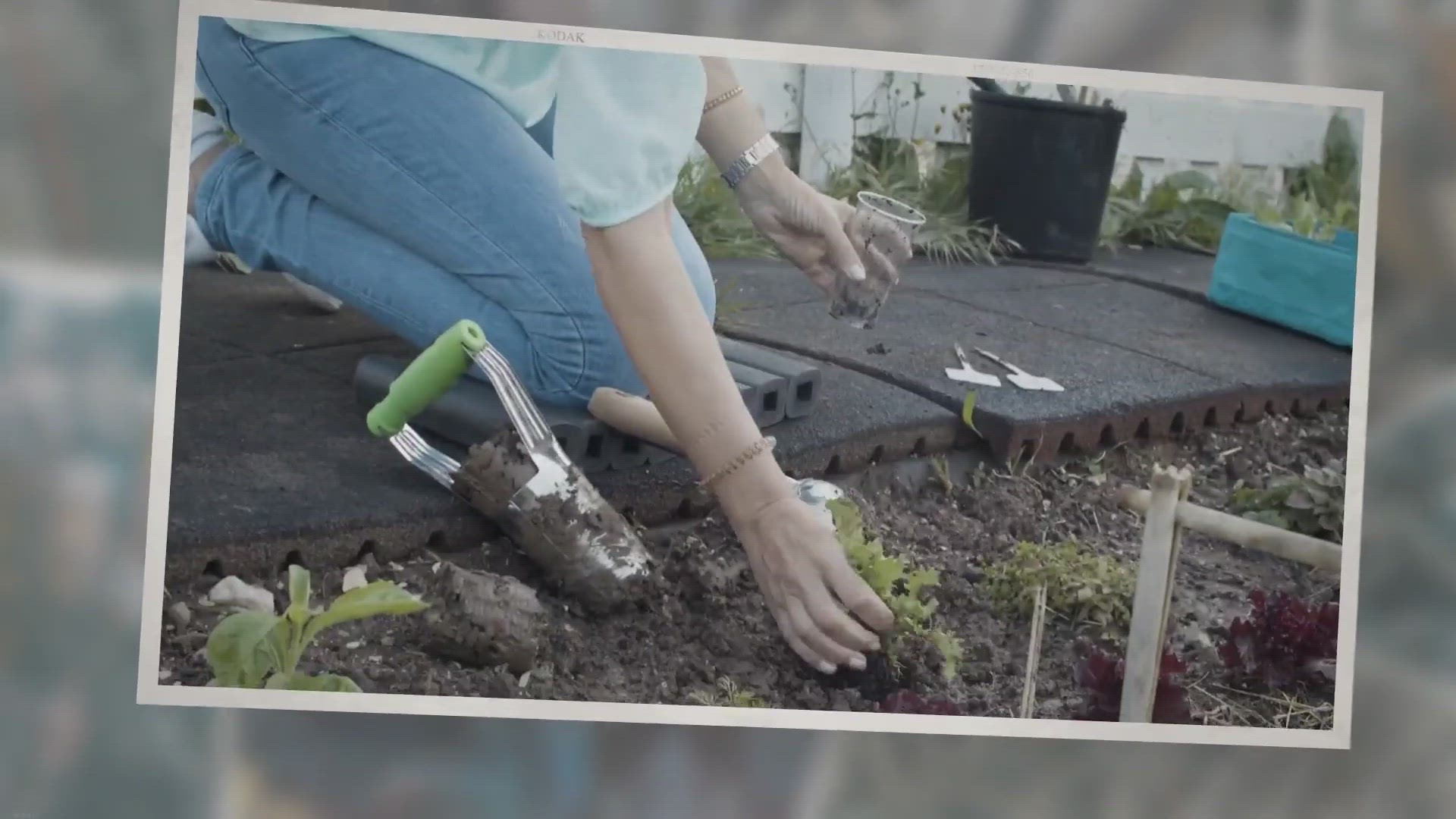 Video thumbnail for My Proven Succulent Care Method to Have Thriving Succulents