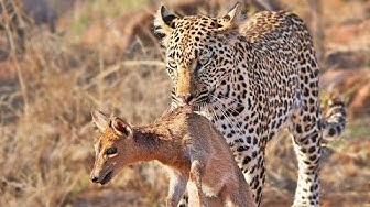 Video thumbnail for Duiker Shouts For Help As Leopard Plays With It