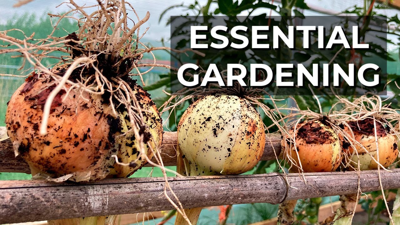 Video thumbnail for How To Harvest Onions | Vegetable growing skills | Gardening for beginners