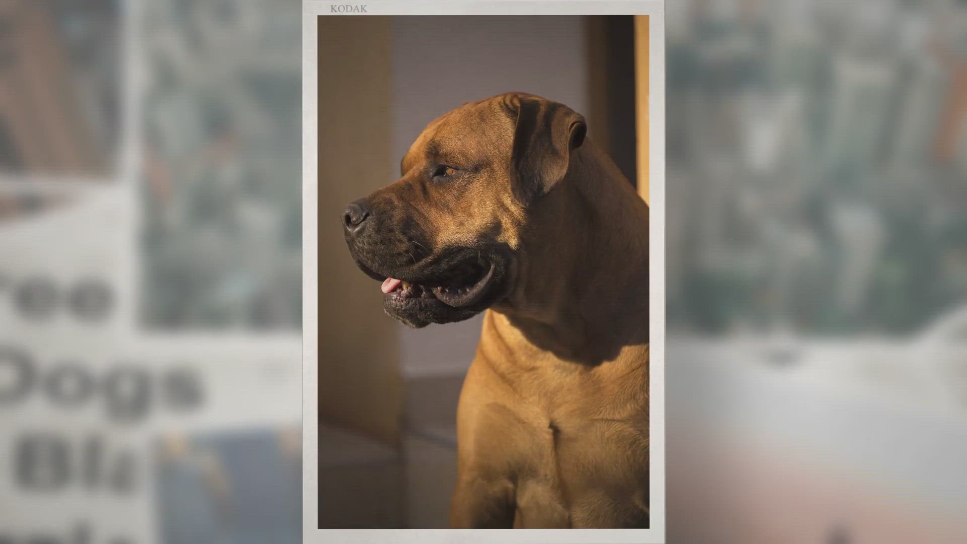 Video thumbnail for 7 Dog Breeds With Black Muzzles