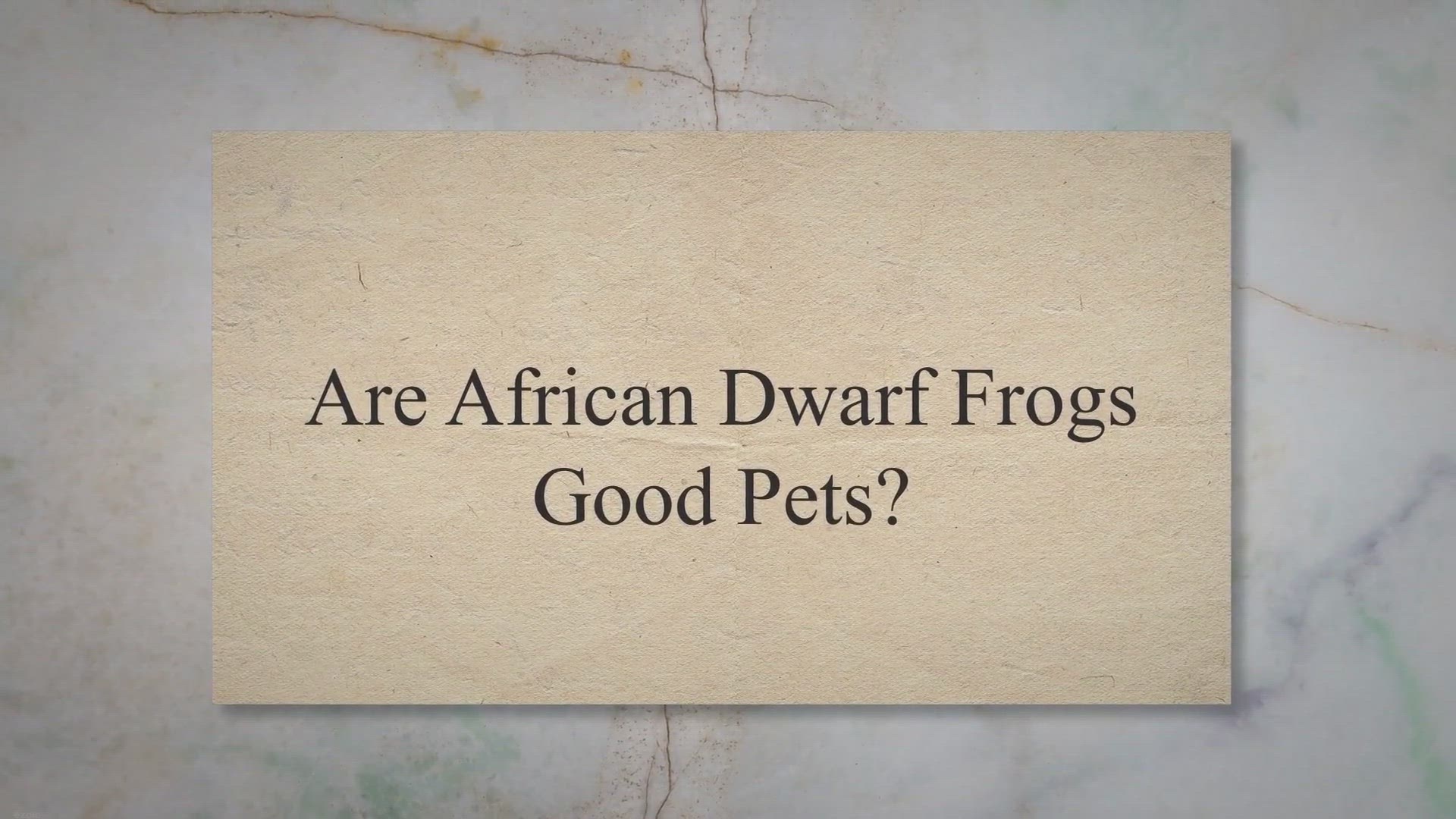 'Video thumbnail for Are African Dwarf Frogs Good Pets?'