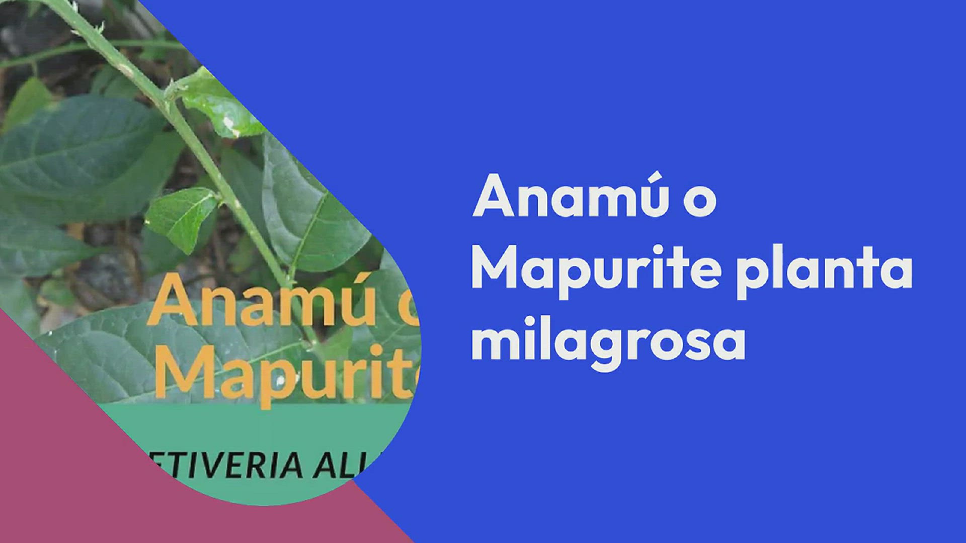 'Video thumbnail for Anamú: Para qué sirve y como se prepara'