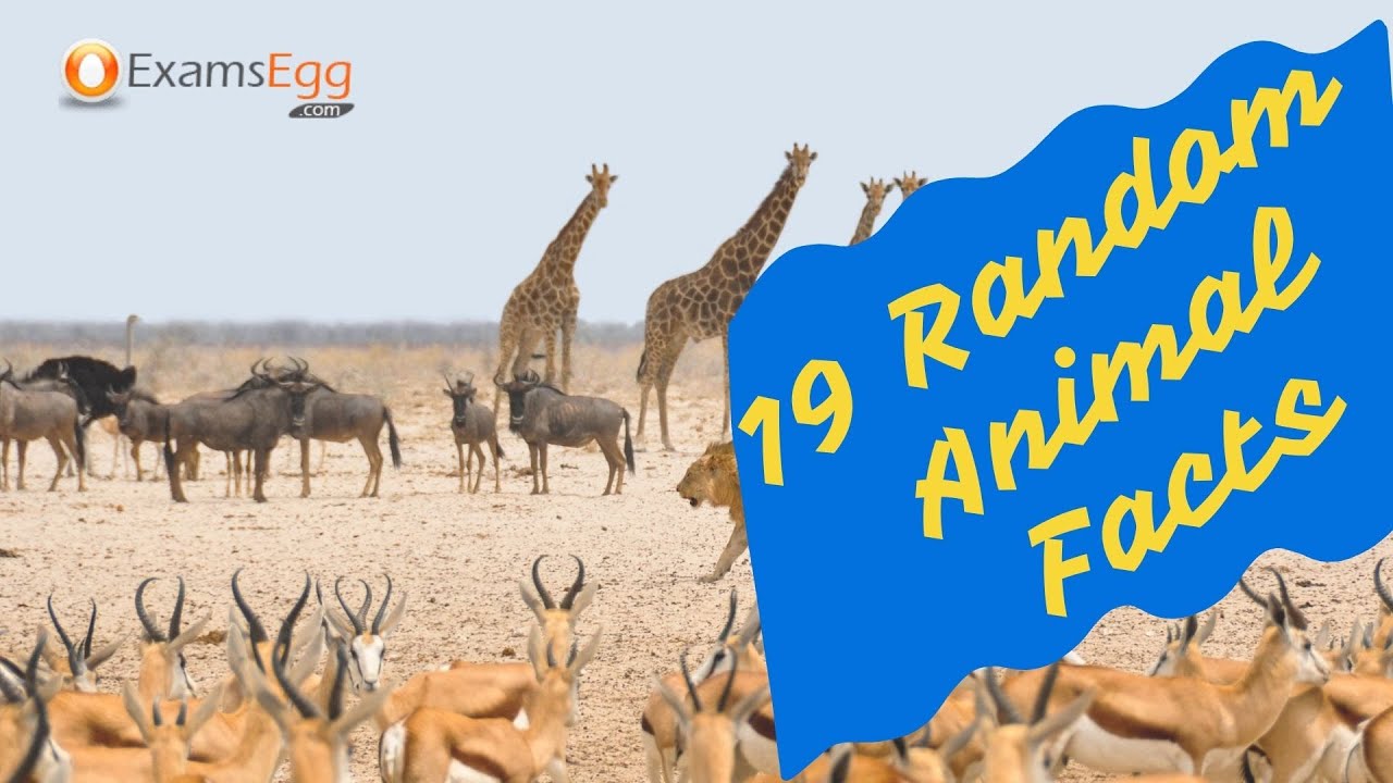 'Video thumbnail for 19 Random Animals Facts | fun animal facts | facts about animals'