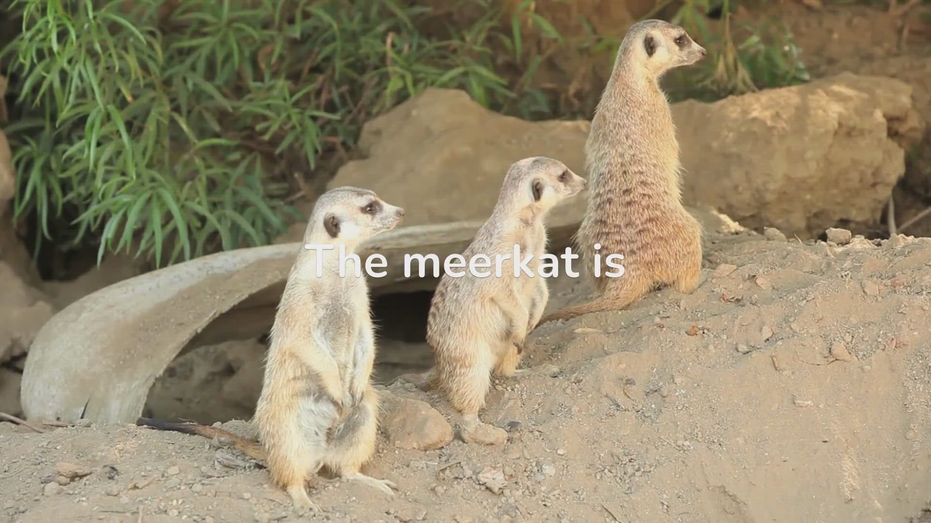 'Video thumbnail for Meerkats: Mastering the Art of Fascinating Behavior'