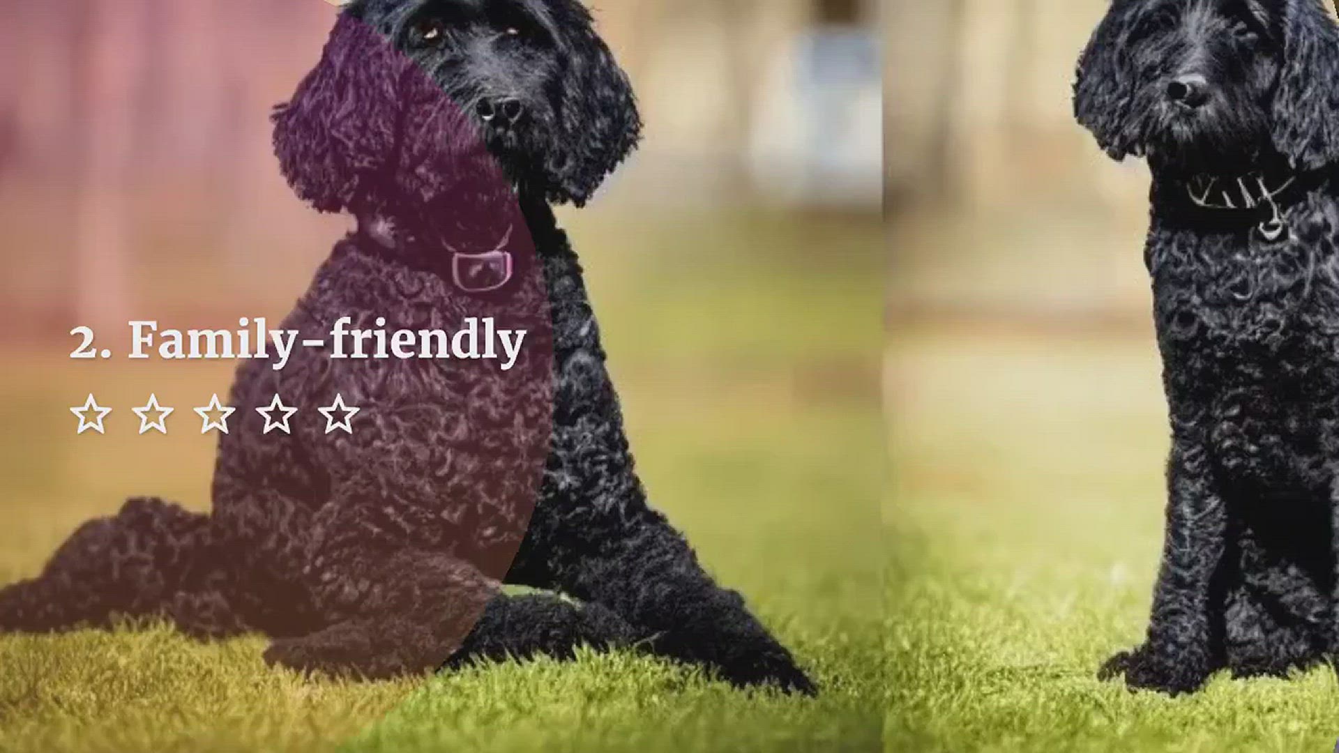 Video thumbnail for Black labradoodles