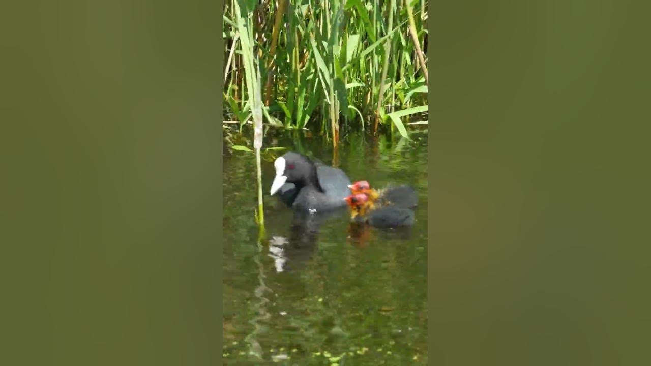 Video thumbnail for Coot Feeding Chicks | Coot Chicks | Baby Coots