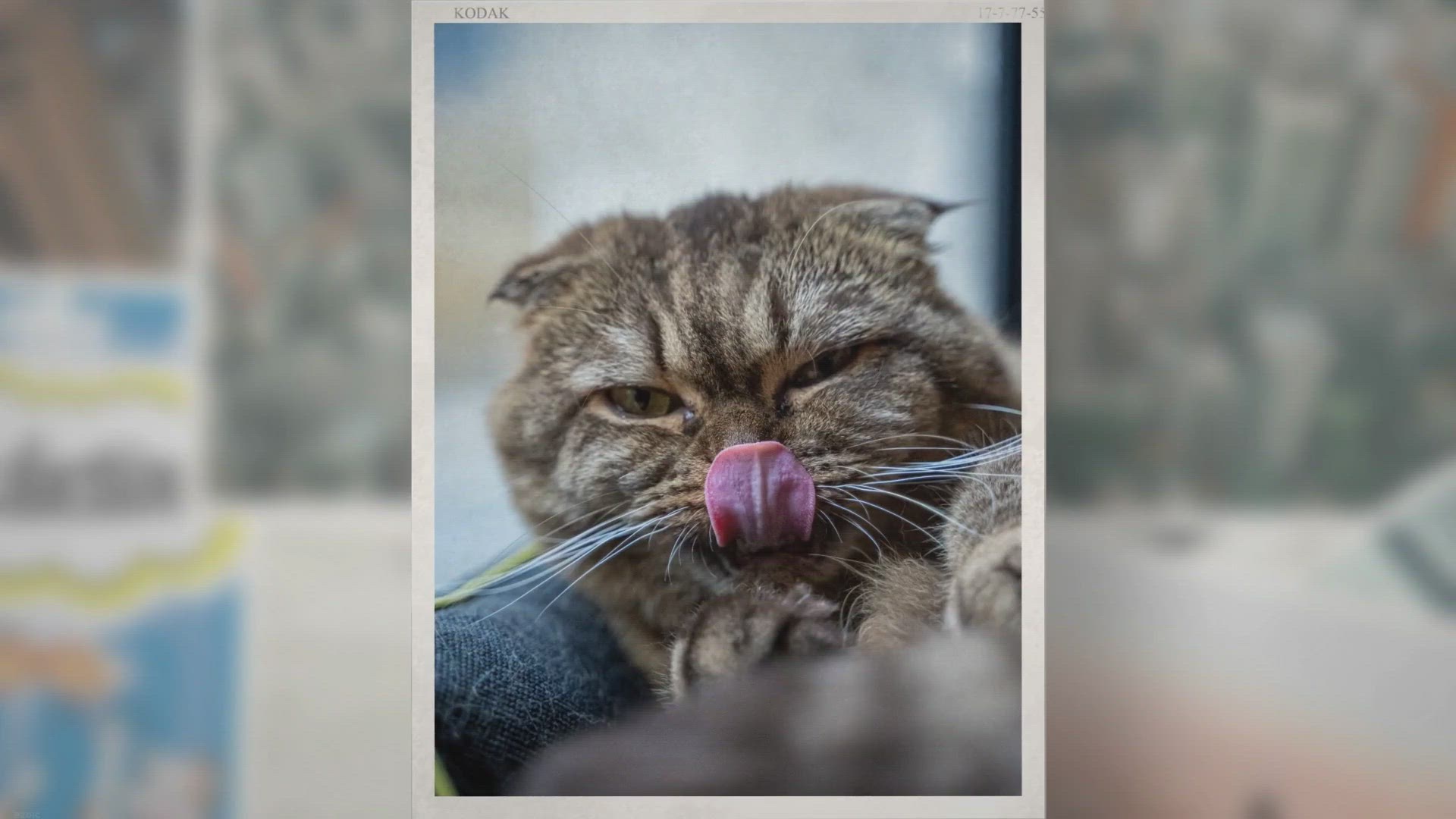 Video thumbnail for Trouver la meilleure friandise pour chat.