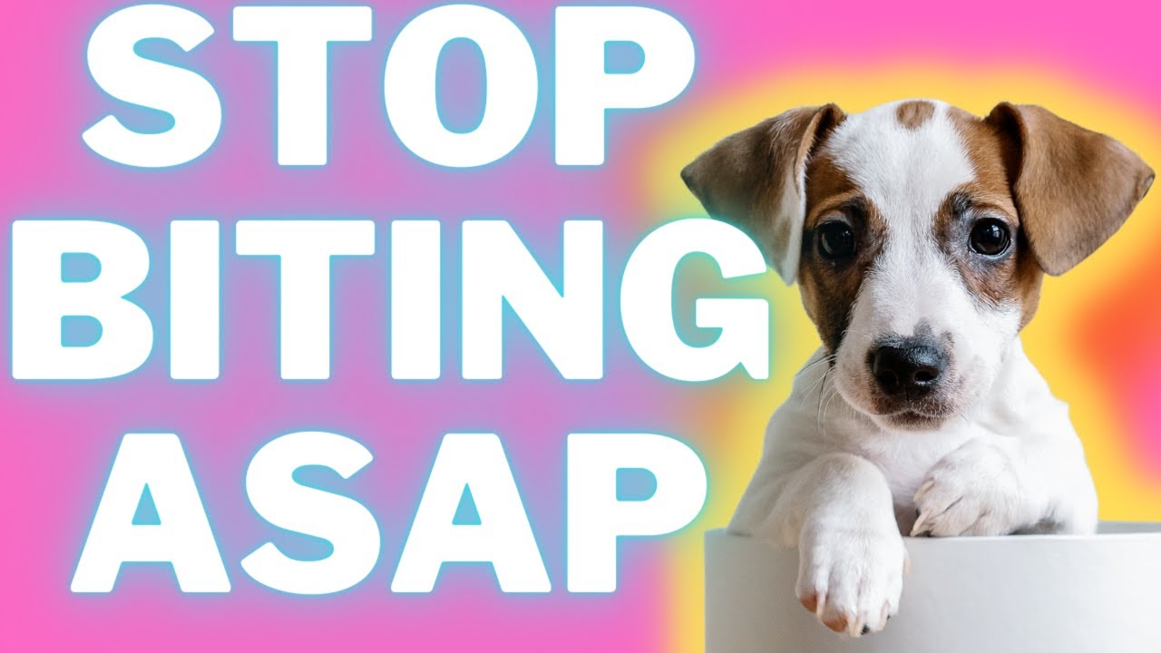 Video thumbnail for Biting and Nipping With Jack Russell Terriers: How To Stop It + Tips (#terrierowner)