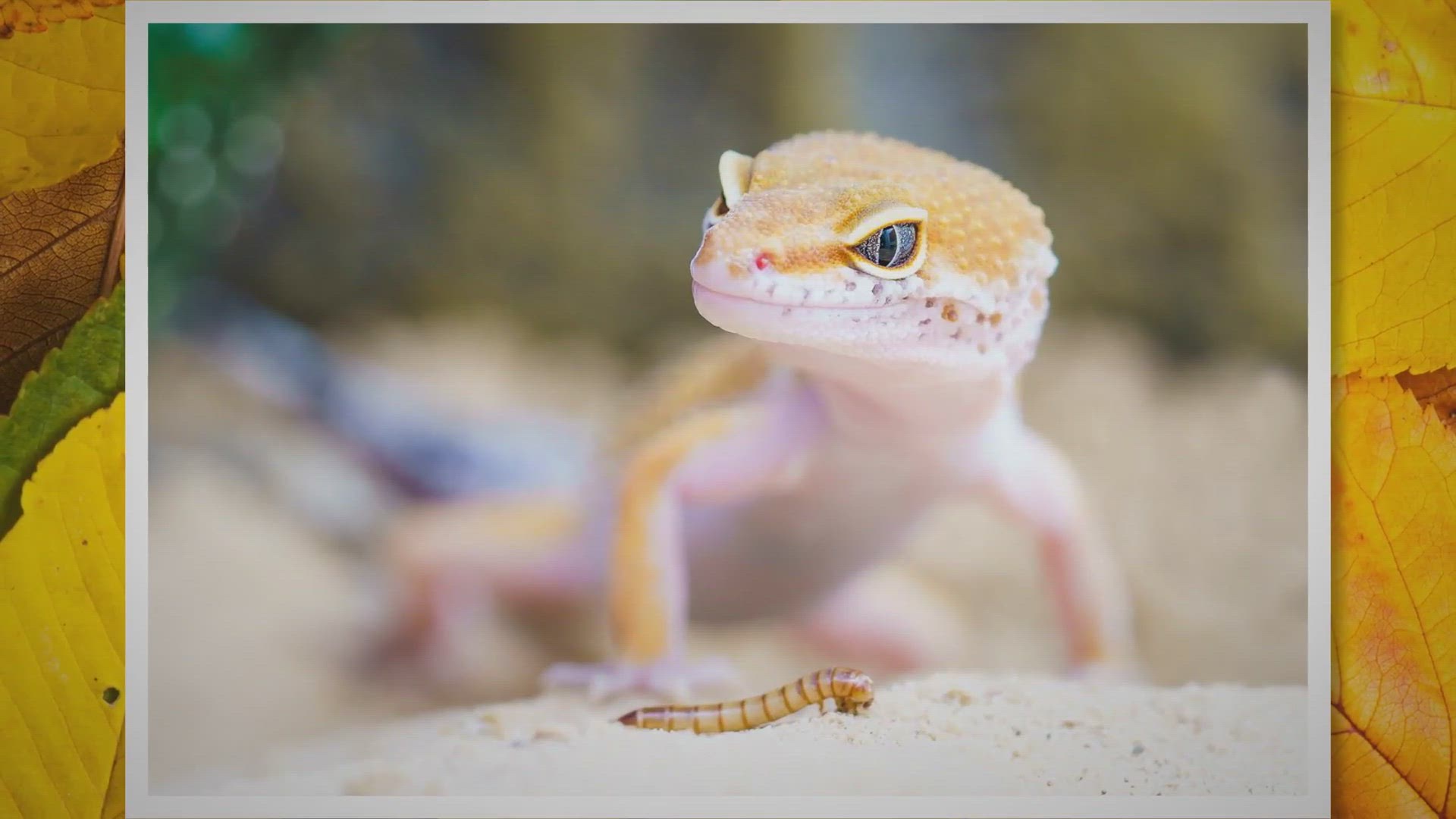 Video thumbnail for Can Baby Leopard Geckos Live With Adults?