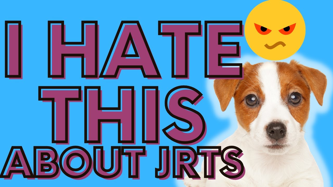 Video thumbnail for I Hate These Things About Jack Russell Terriers: You Should Know These Things First Before Hand