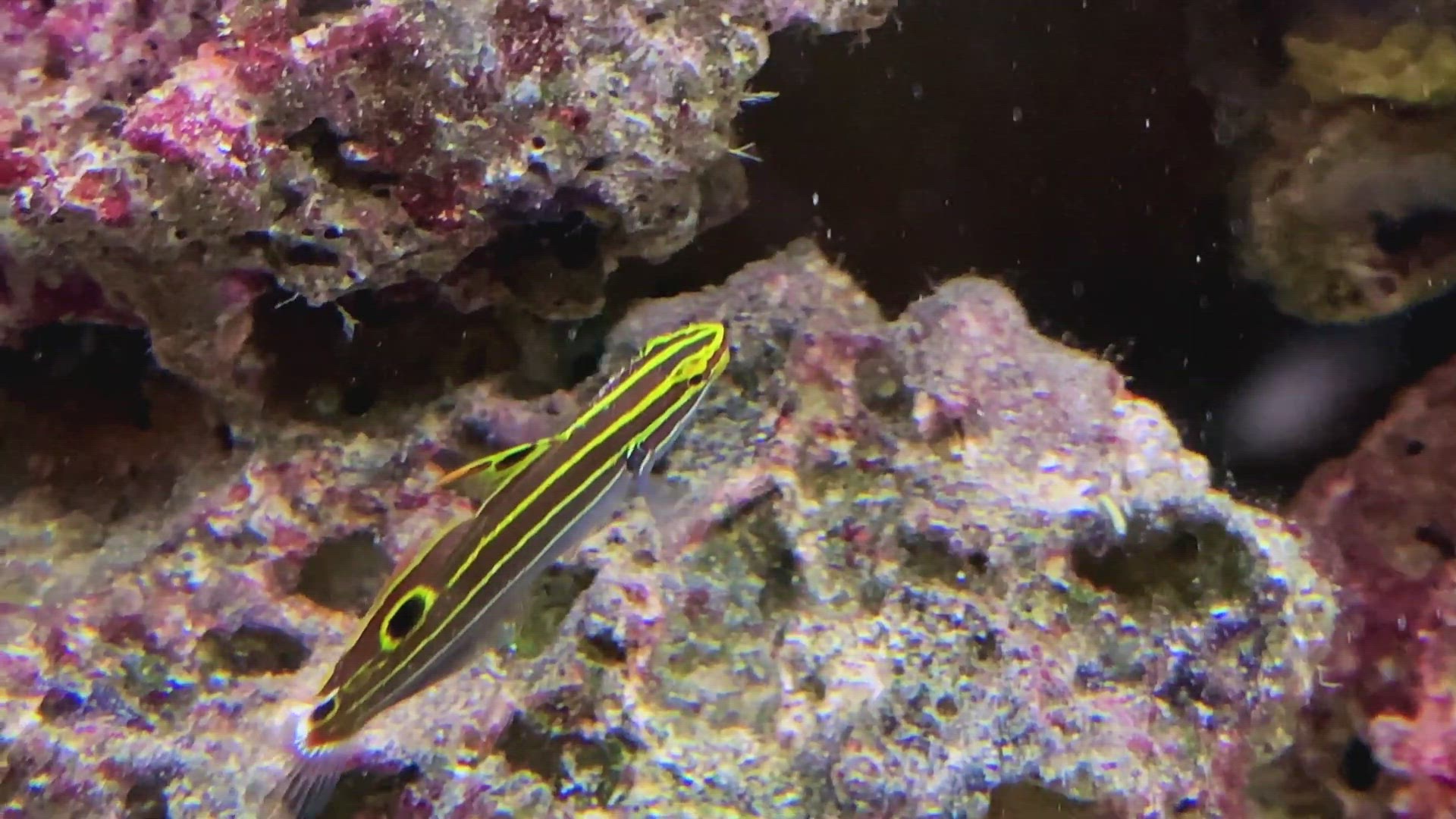 'Video thumbnail for Hector's goby Koumansetta hectori'