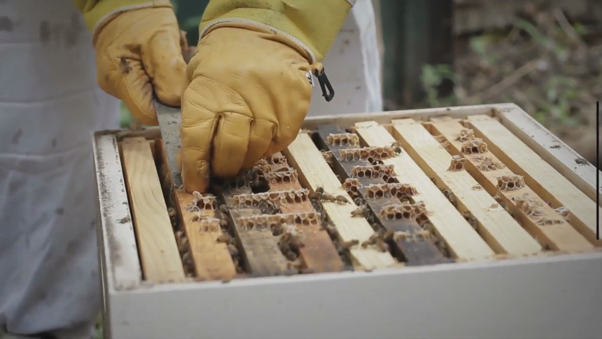 Video thumbnail for How Long Can A Queen Bee Live In A Cage