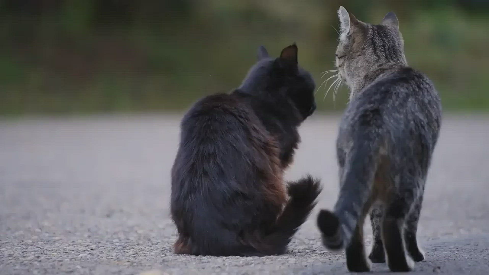 Video thumbnail for cats interesting facts