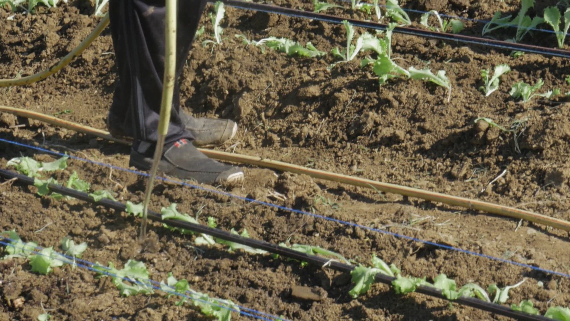 Video thumbnail for Fastest growing vegetables