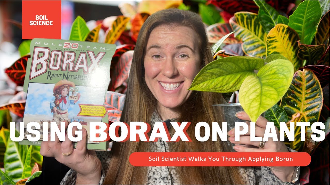 Video thumbnail for How To Use Borax On Plants. Borax Can Be Used On Houseplants & The Garden. Soil Scientist Explains