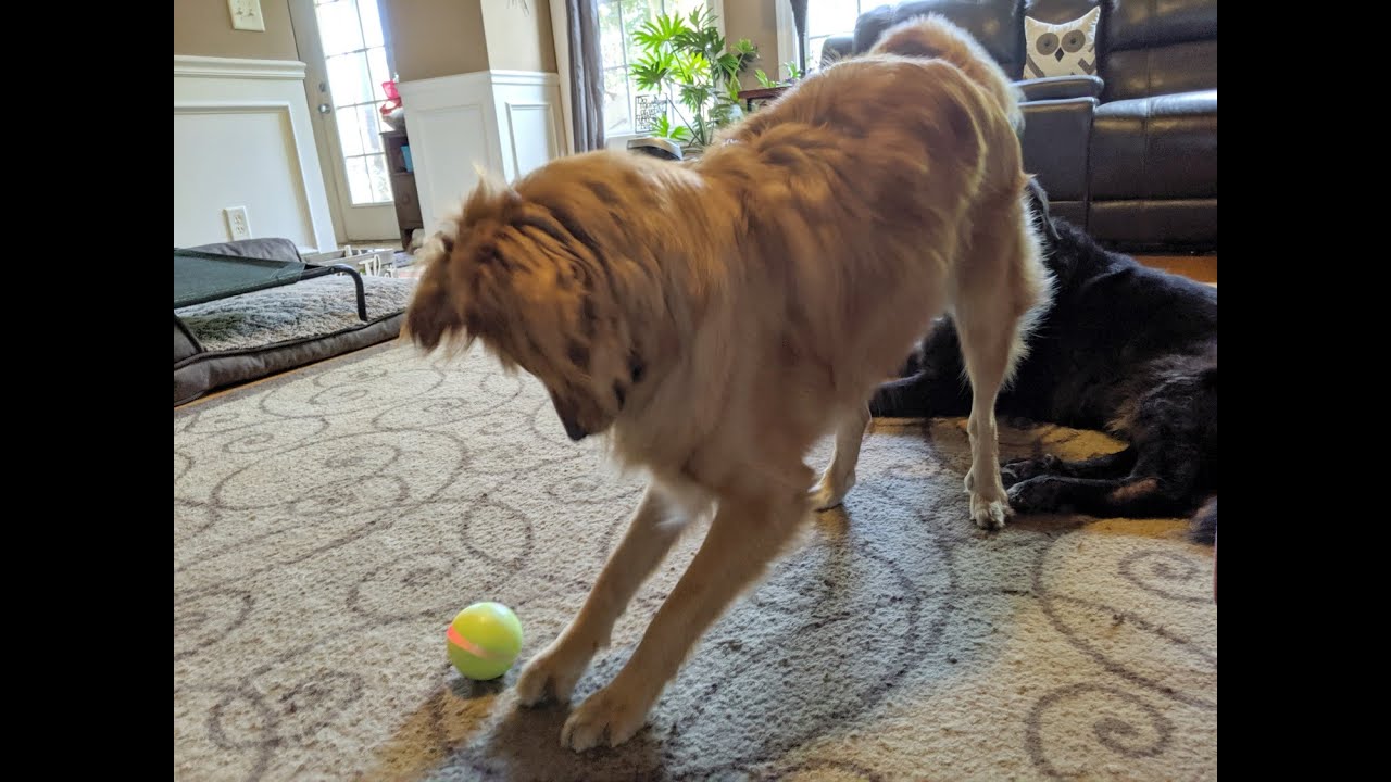 'Video thumbnail for Fun Dog Ball: The Wicked Ball For Dogs Has A Mind Of Its Own!'