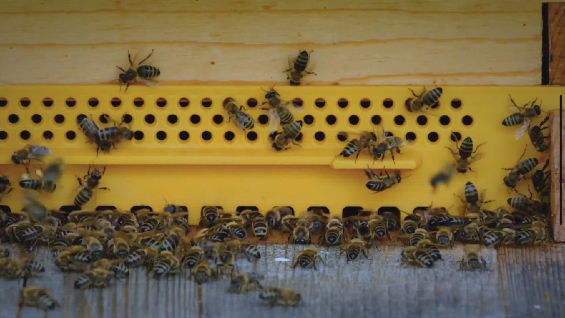 Video thumbnail for What Does A Honey Bee Eat?
