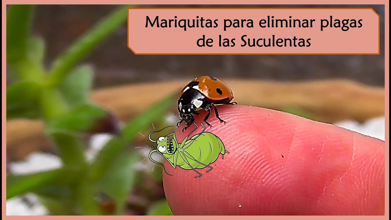 Video thumbnail for 🐞 Mariquitas para las plagas de nuestras plantas 🌱