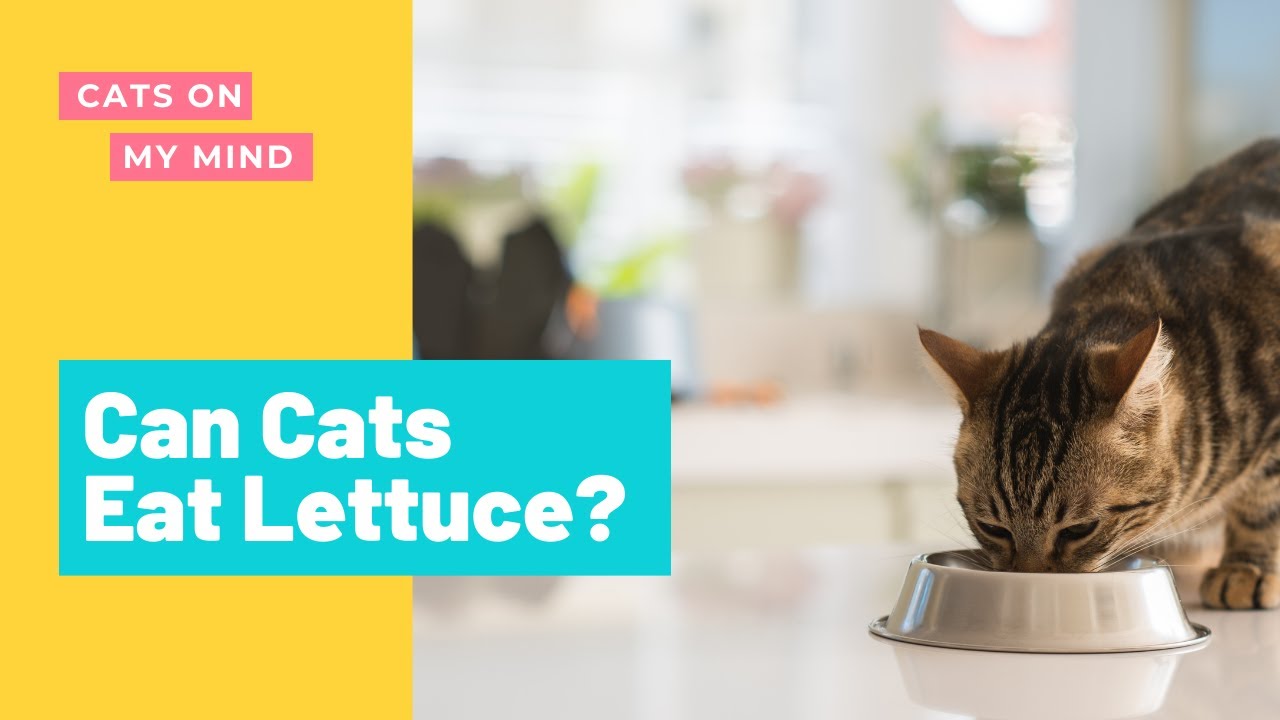 Video thumbnail for Can Cats Eat Lettuce? Is IT Safe For My Cat?