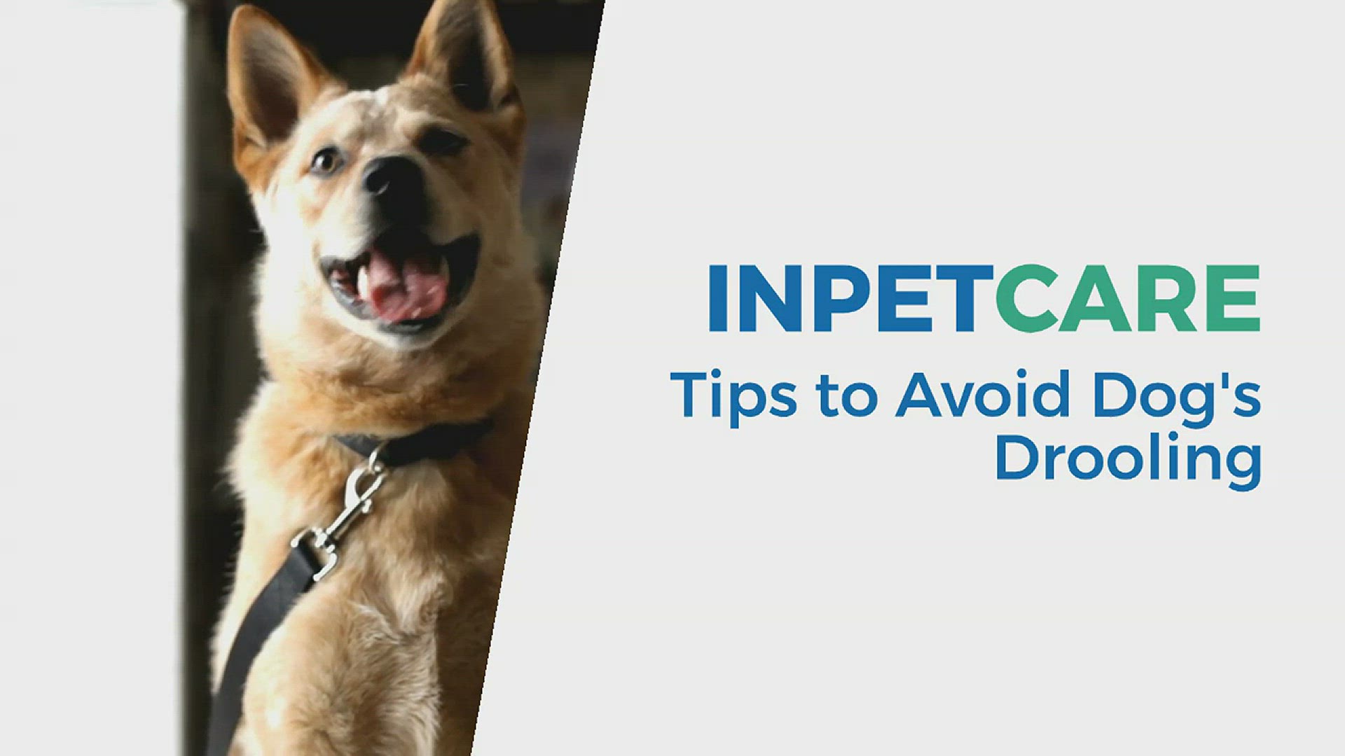 Video thumbnail for Reasons for Dogs Drooling