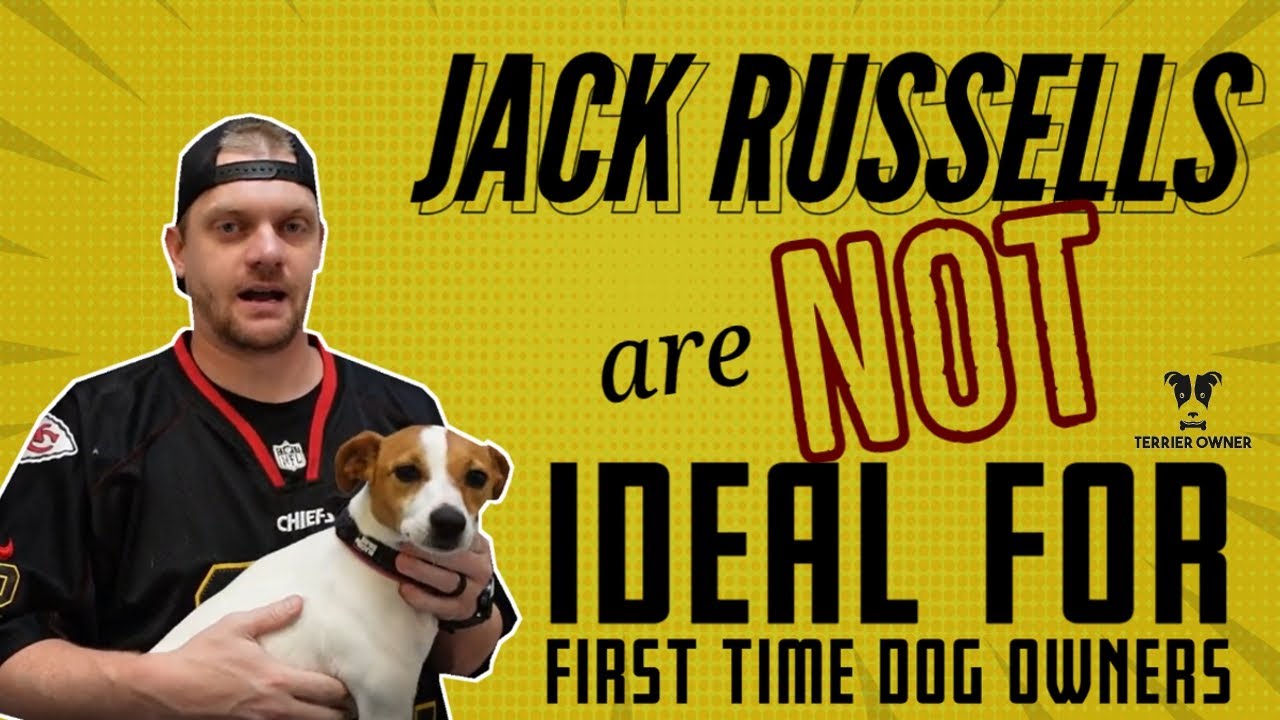 Video thumbnail for The Reasons Jack Russells Are Not Ideal For First Time Dog Owners: Watch Before Adopting A JRT