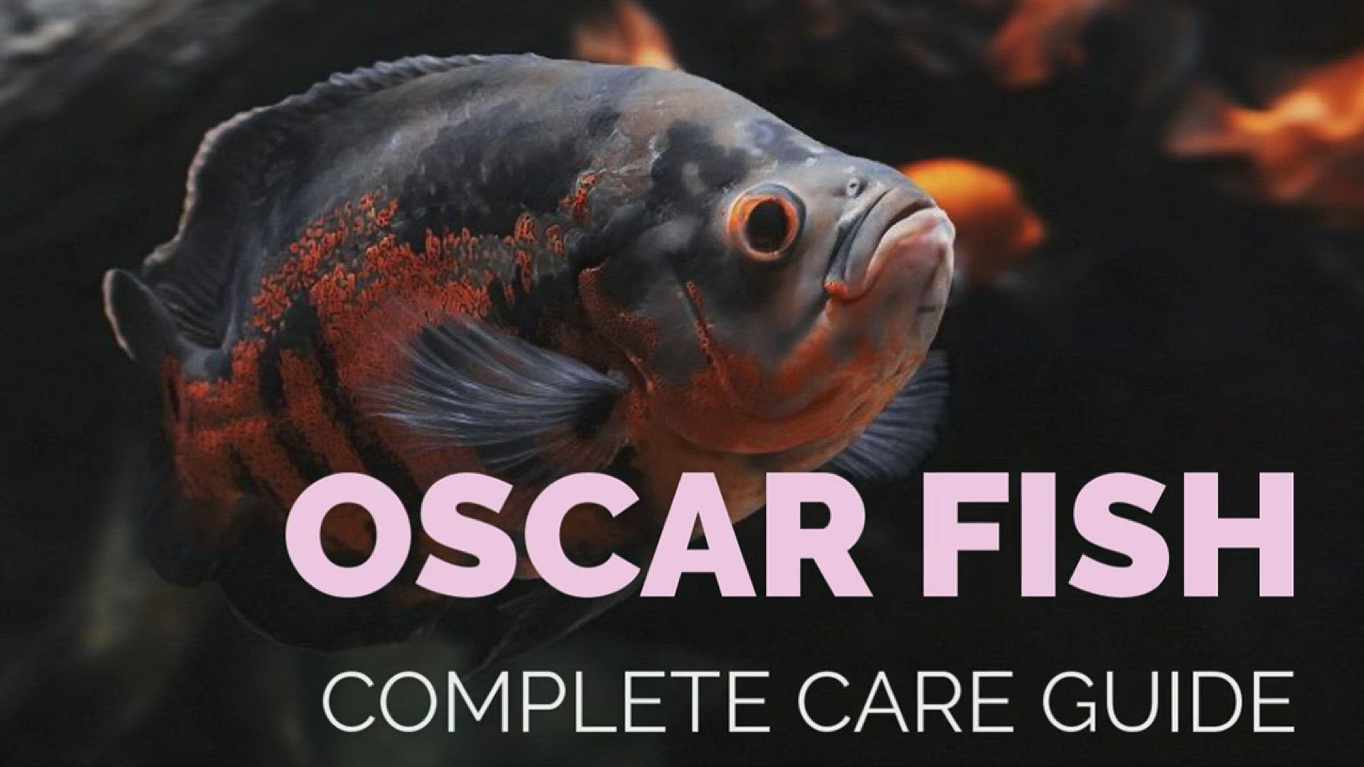 'Video thumbnail for OSCAR_FISH_Guide'