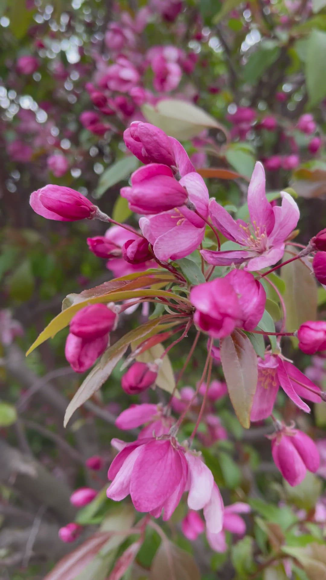 Video thumbnail for flower and nature