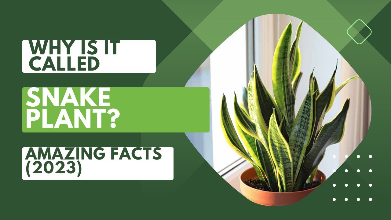 Video thumbnail for Why Is It Called Snake Plant? Amazing Facts (2023)