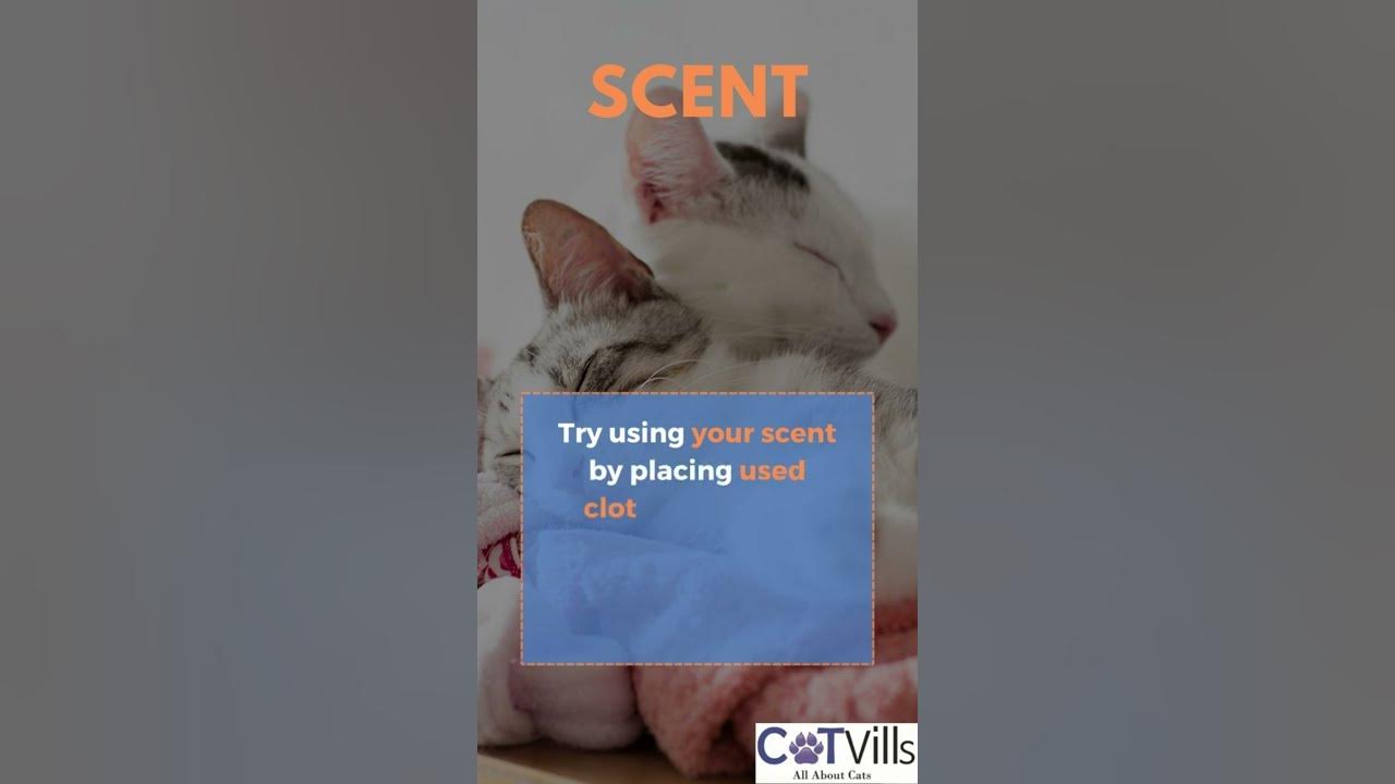 Video thumbnail for How To Encourage Your Cat To Sleep In His Bed #shorts